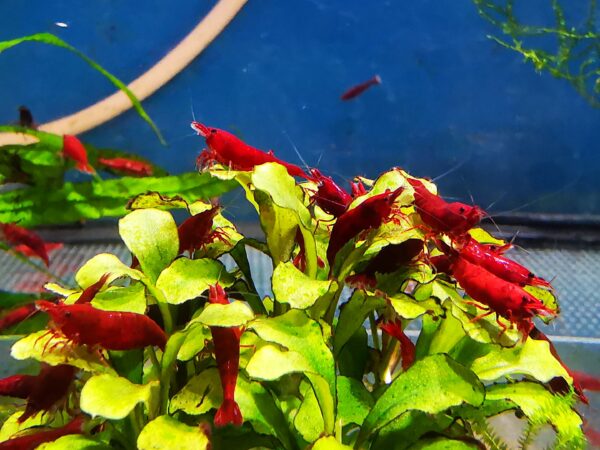 BLOODY MARY - 1.5-2.0 CM - obrazek 3